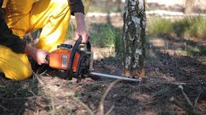 How Our Tree Care Process Works  in Smith Valley, NV